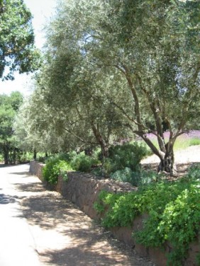 Myoporum and olive trees