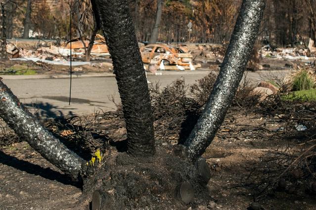 Walnut Creek, CA Disaster Response & Recovery