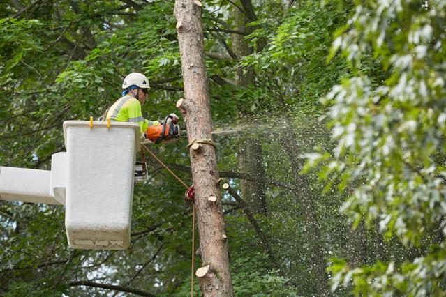 Baltimore, MD Tree Care Services