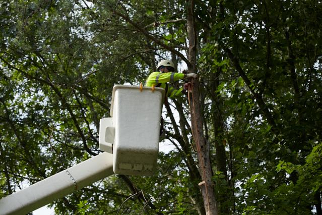 Tree Care In Charlotte, NC