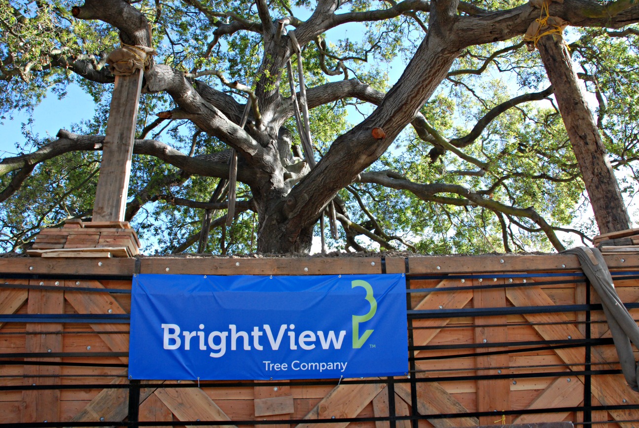 BrightView Tree Company Relocates 700,000Pound Oak