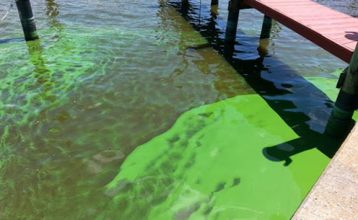Algae in Florida Water Supply