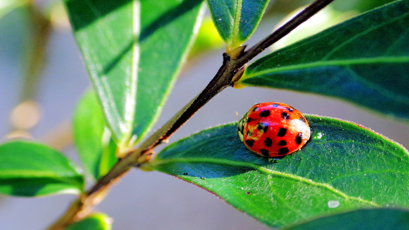 Natural pests are part of an effective ecosystem