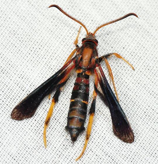 The lilac/ash borer, a wasp-mimicking moth