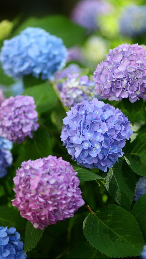 Purple and Blue hydrangeas