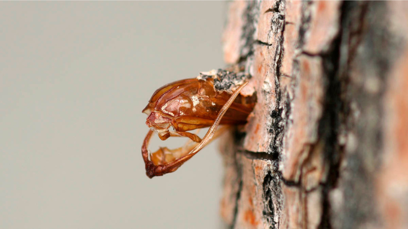 Lilac ash borer burrowing into a tree trunk