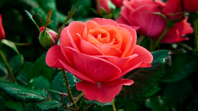 A healthy tea rose displaying well-formed petals and vibrant foliage—an ideal example of cultivation and care.