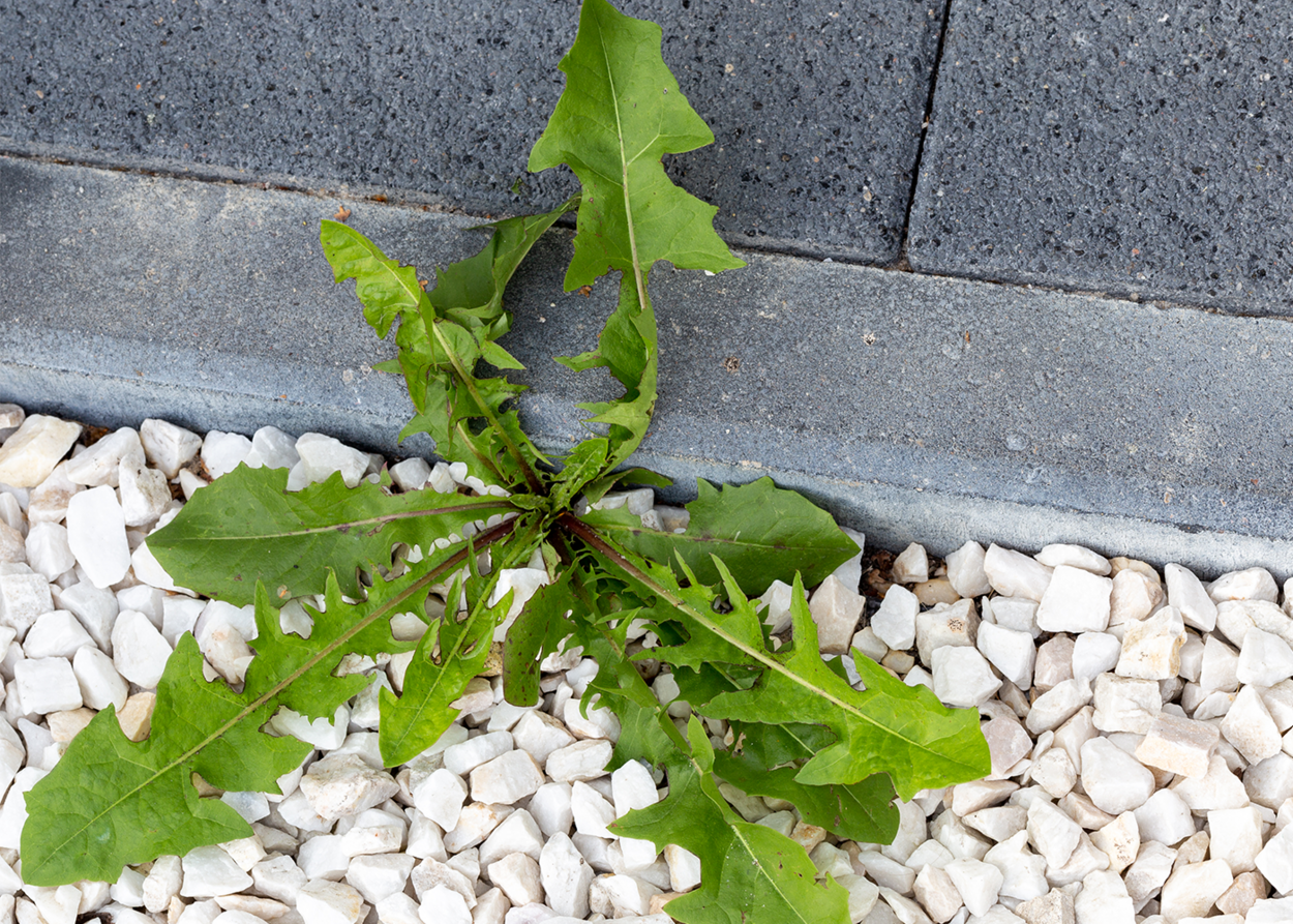 Weed Control Helps Stop Uninvited Guests
