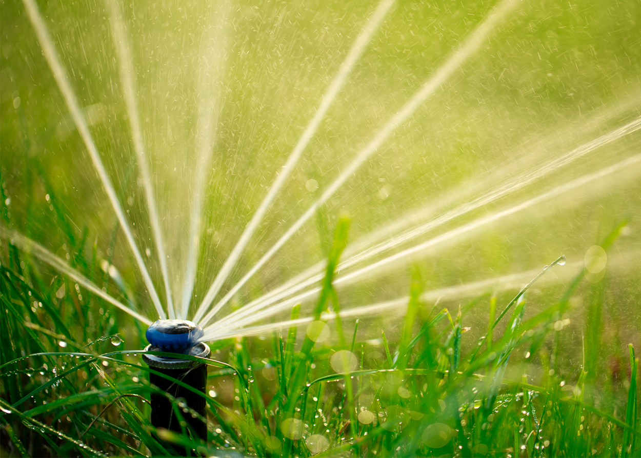 Water Plants Efficiently