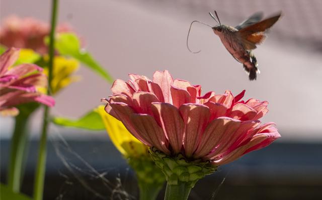 A pollinator takes flight from flowers