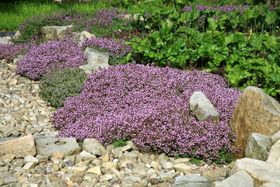 Creeping Thyme Ground Cover