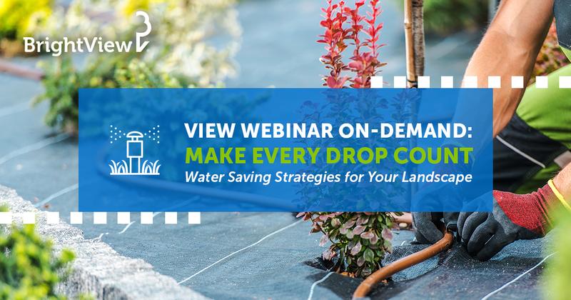 Make Every Drop Matter: Water Saving Strategies for Your Landscape