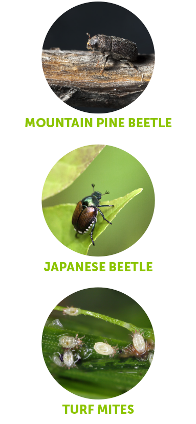 Mountain Pine Beetle, Japanese Beetle, Turf Mites