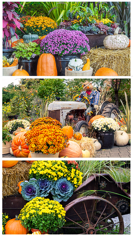 Fall Seasonal Color - Harvest Displays