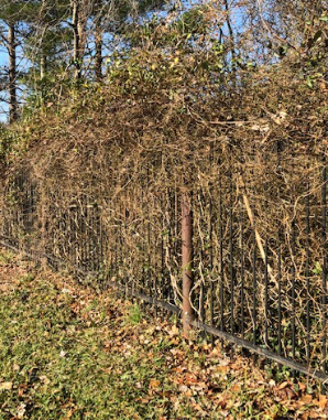Overgrown Fence Line