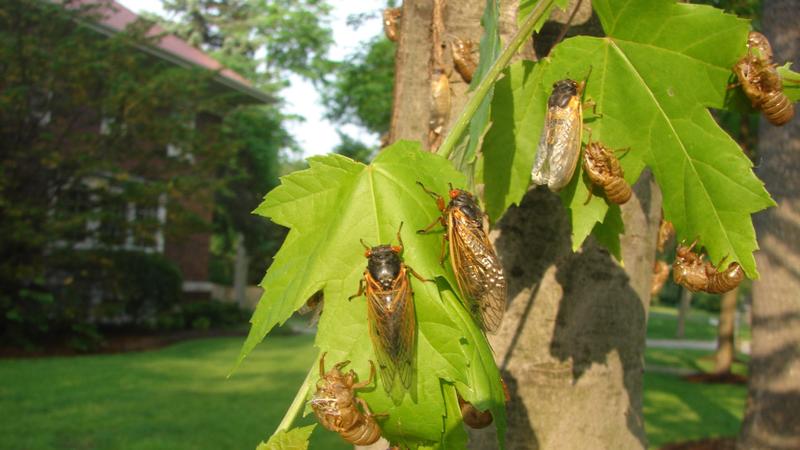Great Eastern Brood Cicadas