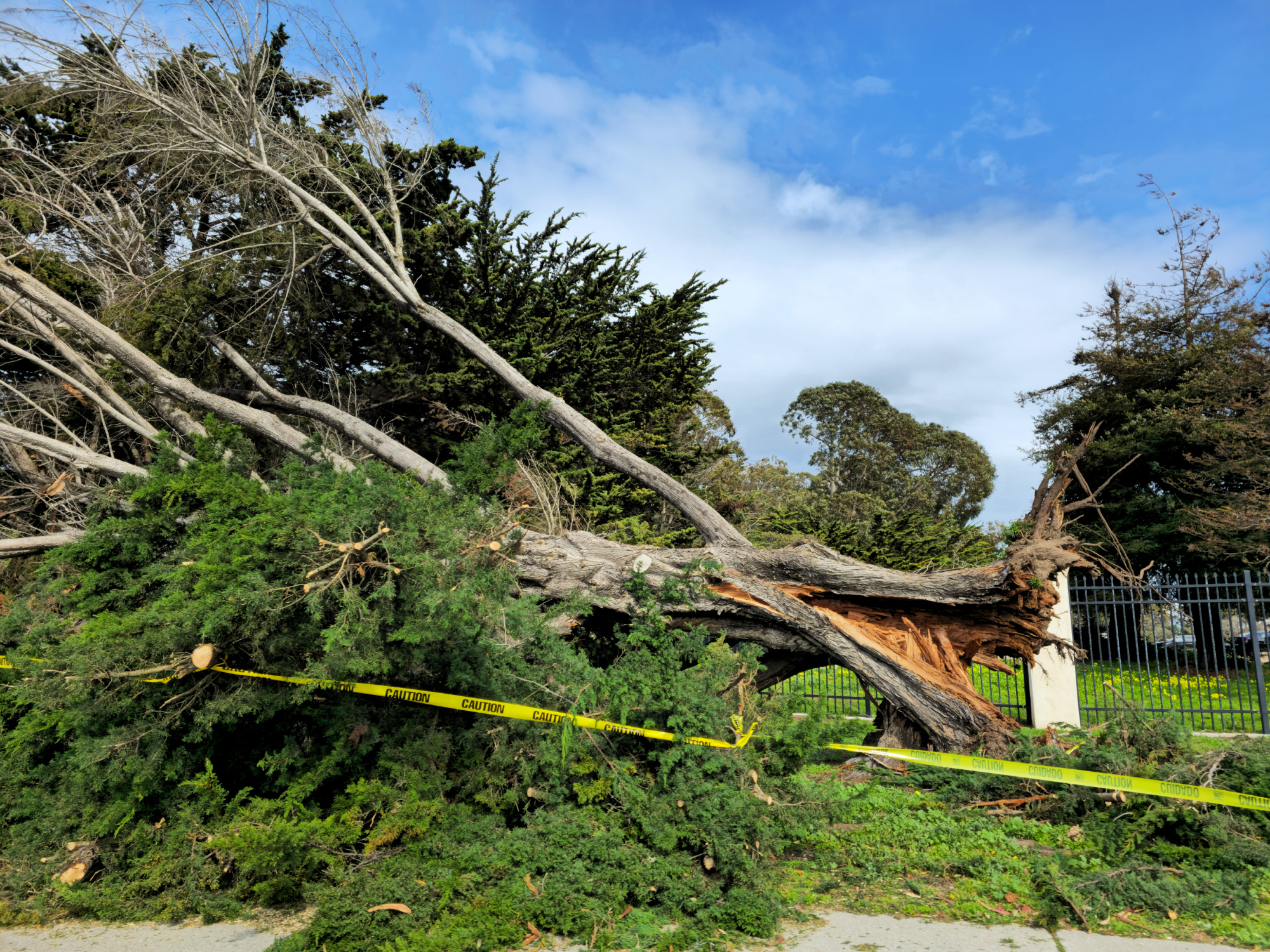 Tree damaged hurricane