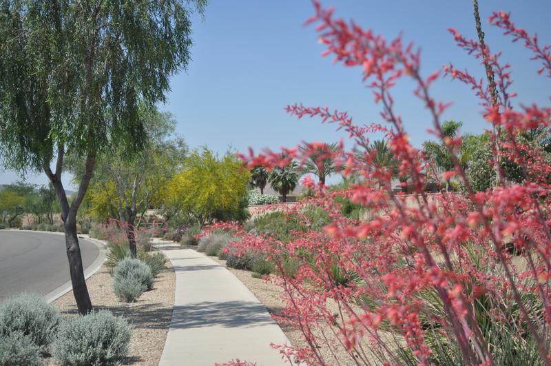 Xeriscape for Irrigation Efficiency