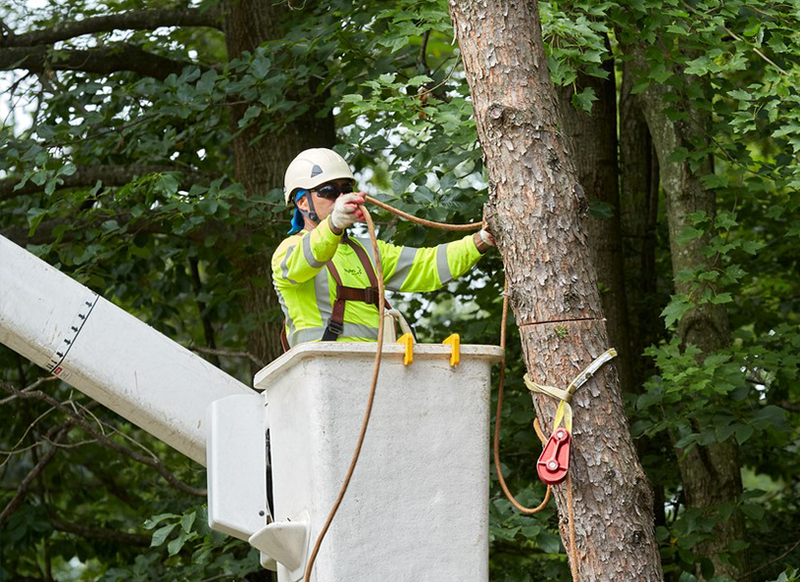 Licensed Tree Care