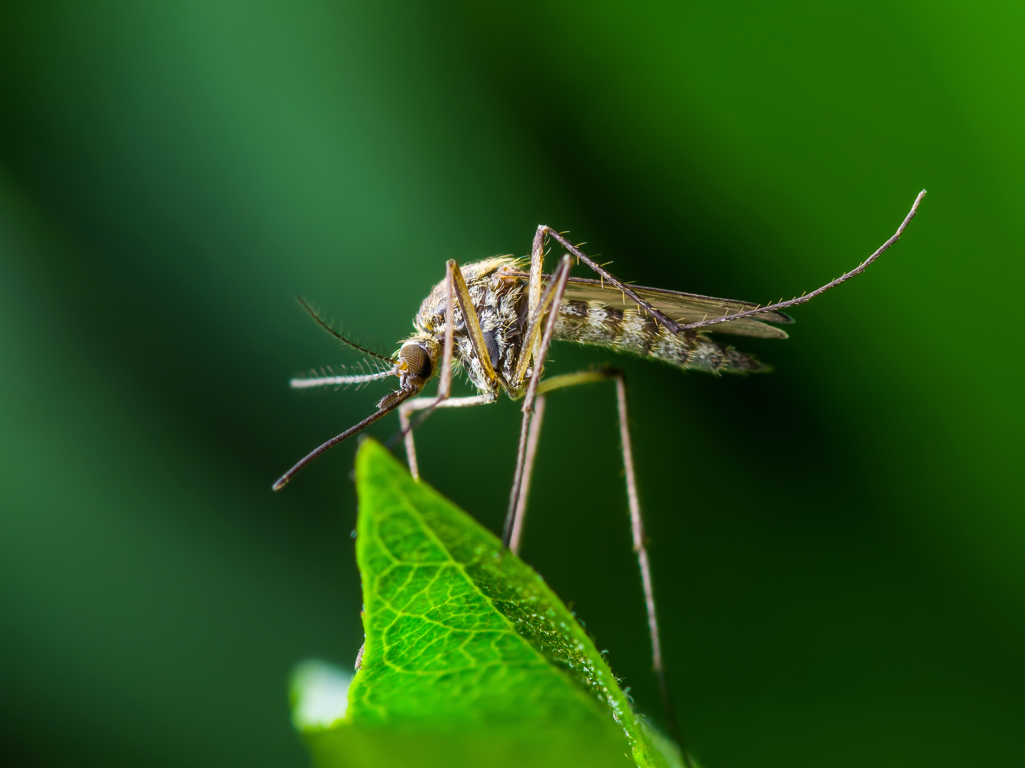 Win the War Against Mosquitoes | Mosquito Prevention Tips | BrightView