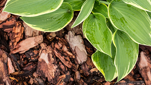 Wood Mulch