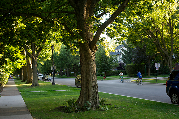 Neighborhood Trees