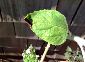 Overwatered plant brown tip leaf