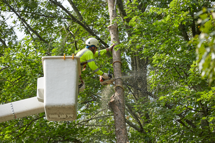 Brightview Tree Company | BrightView completes relocation of a 700,000 ...