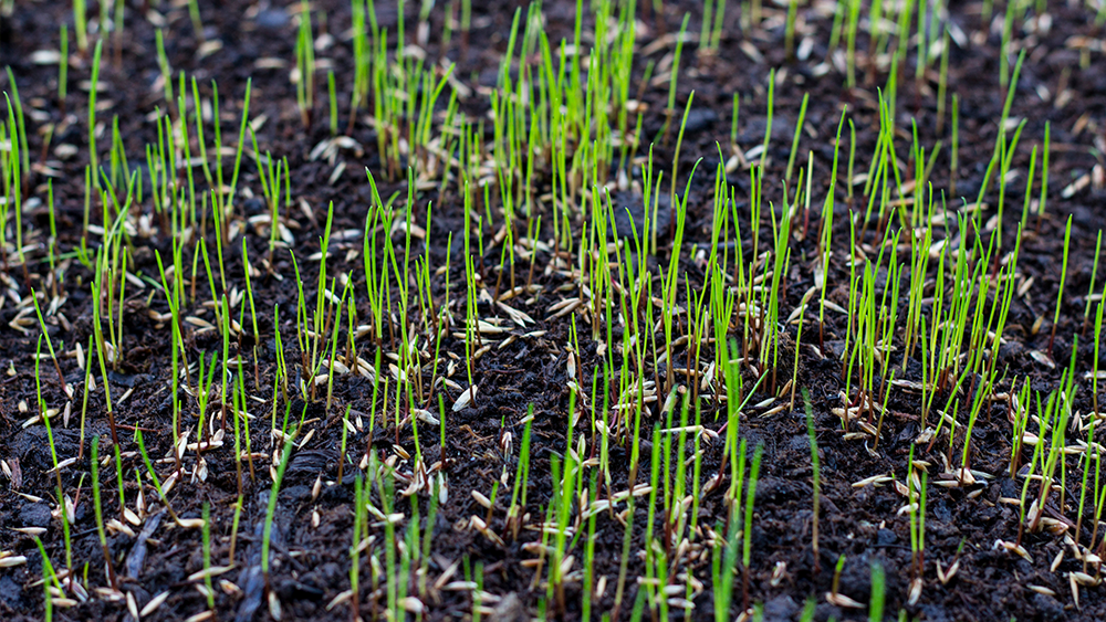 Newly Seeded Lawn