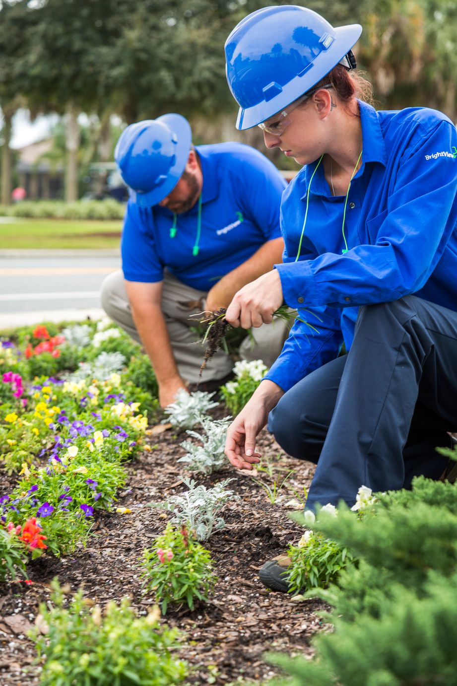 two maintenance crew members planting flowers