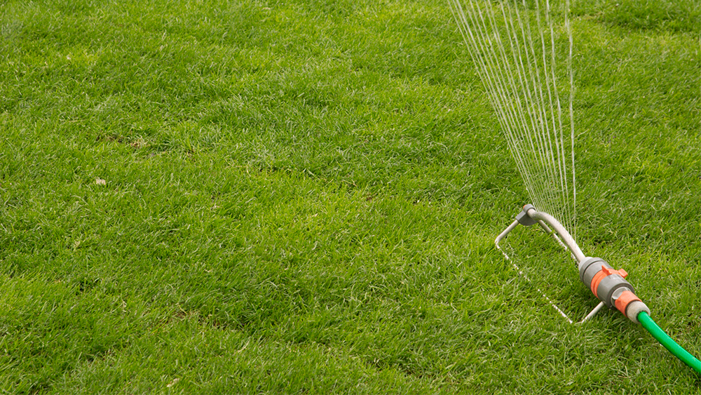 Newly Sodded Lawn