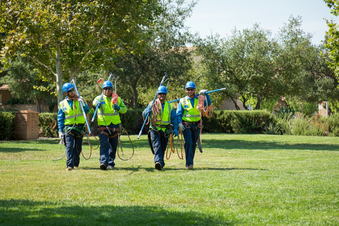 Tree Services