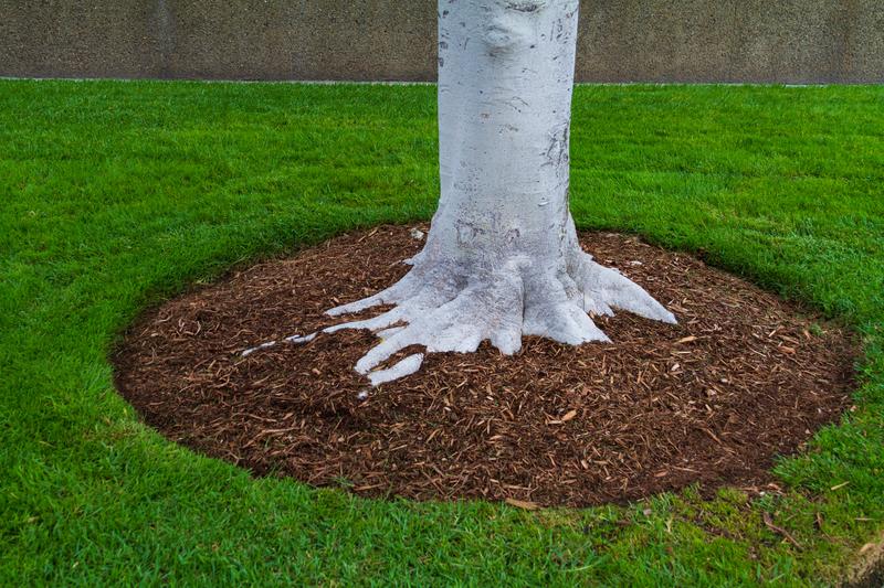 The tree base should expose root flare, allowing oxygen to reach the roots.