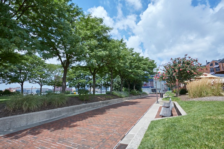 Urban Stress in Trees