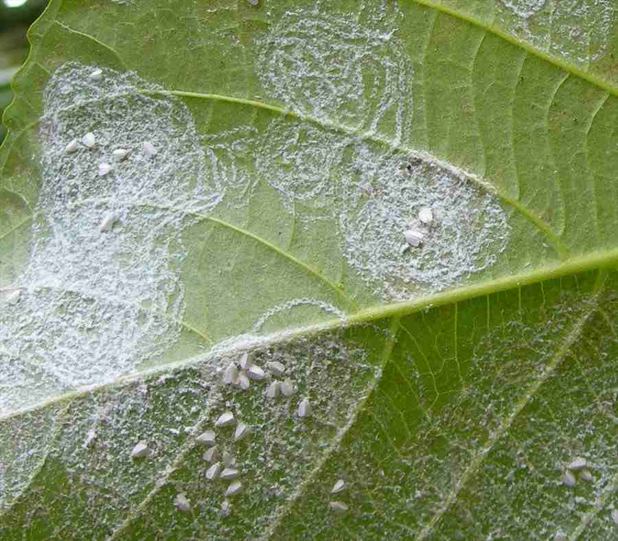 Whitefly Plant Damage