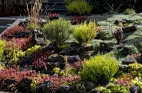 Dragons Blood Sedum