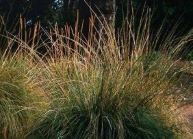 Deer Grass