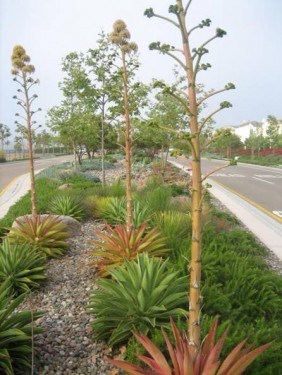 Yucca and Agave Plants