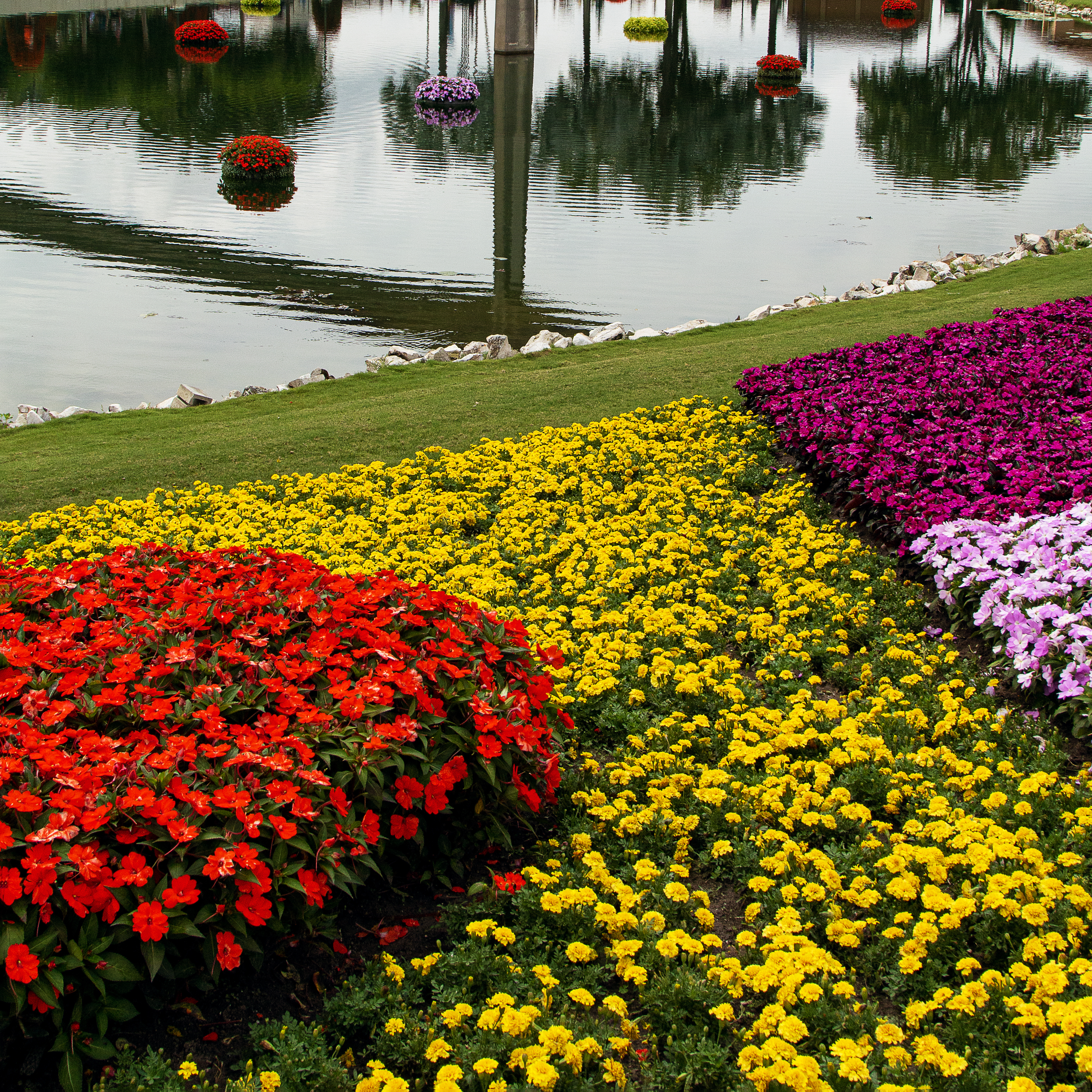 Native plants will adapt with the local environment