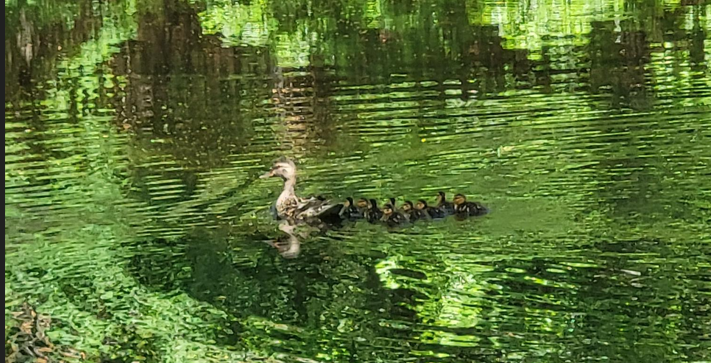 maintenance ducks