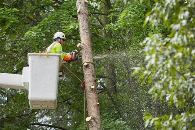 Orlando, FL Tree Care Services