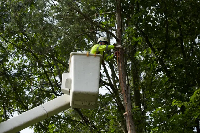 Tree Care In Orlando, FL