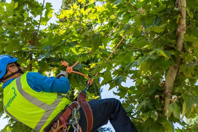 Boston's Tree Care Professionals