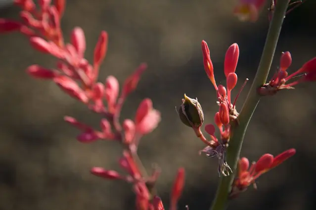 Arizona Maintenance_4