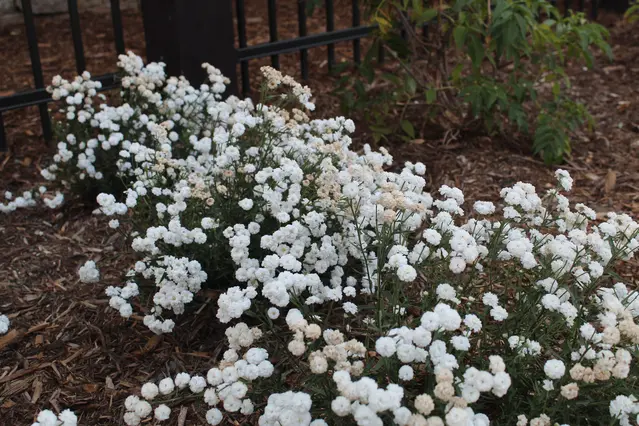 Spanish Peaks Irrigation Construction