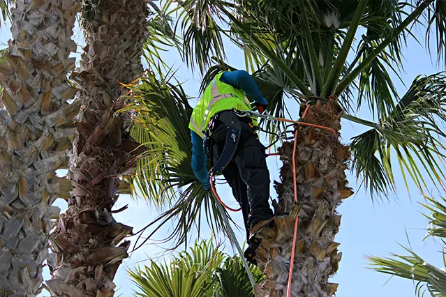 California Tree Care