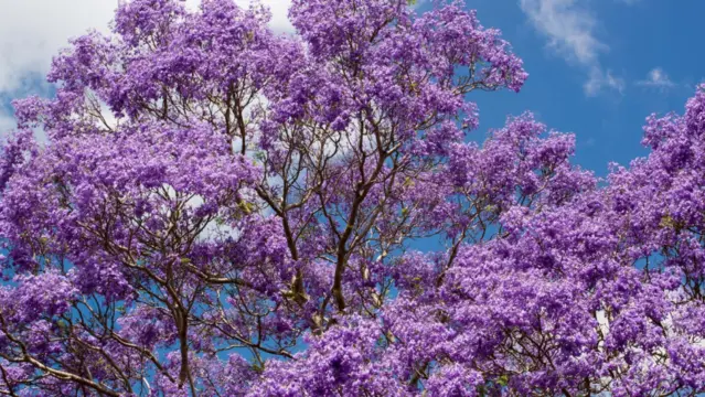 Perennial Plants Can Withstand Summer Heat