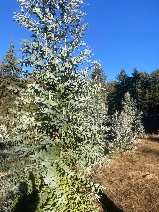 Eucalyptus trees are highly-flammable and vulnerable to California wildfires.