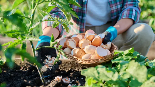 Use leftover eggshells to promote positive garden heath