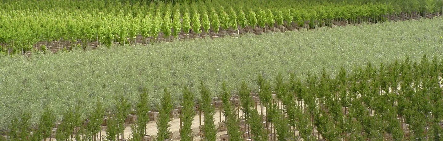 Tree Growing & Moving